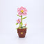 Zuanma Flowers – Botanical Collection - Librairie Oxford City