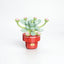 Zuanma Flowers – Mini Botanical Collection (Pot Transformable) - Librairie Oxford City