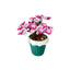 Sembo Block Florist – Collection Fleurs à Construire